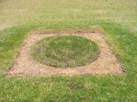 Grass Roots