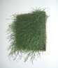 Lawn (Otago)