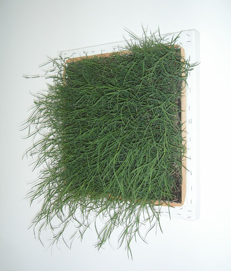 Lawn (Otago)