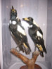 Tui-Pie