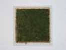Lawn (Otago)
