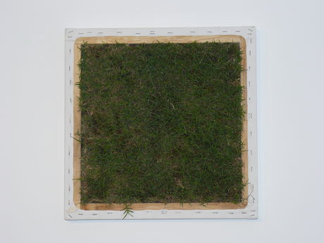 Lawn (Otago)