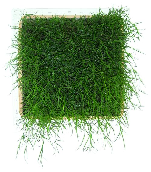 Lawn (Greener on the Other Side) 2006