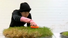 The Gravy – Series Three, Episode 11