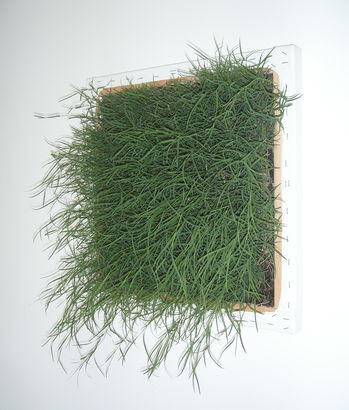 Lawn (Greener on the Other Side) 2006